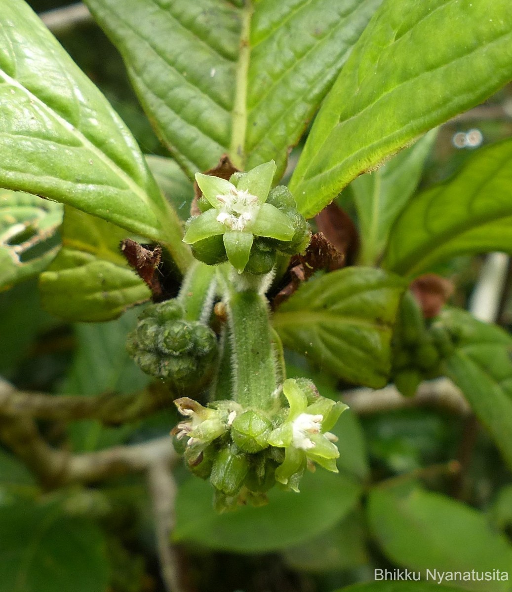 Psychotria dubia var. dubia (Wight) Alston